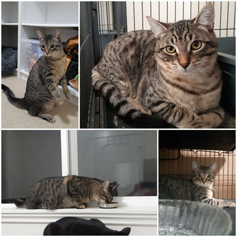 Adoptable Cats — Heart and Soul Dog and Cat Rescue