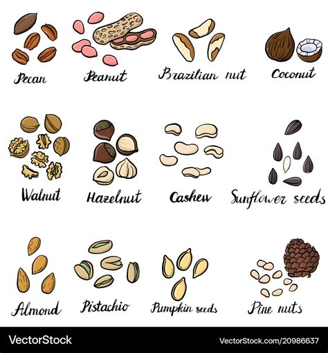 Set of drawing nuts Royalty Free Vector Image - VectorStock