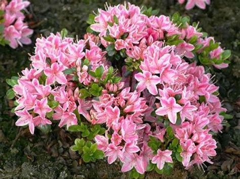 Azalia japońska Kermesina Rose DWUBARWNE kwiaty
