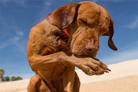 dogs lick  paws dog licking paws puppiesclubcom