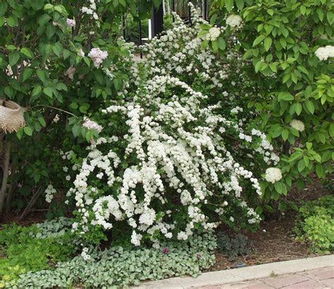 Spirea Fairy Queen