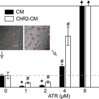 Atr Effects On Cardiomyocyte Electrophysiology A Action Potentials