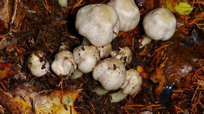 Agaricus Leptocaulis The Ultimate Mushroom Guide