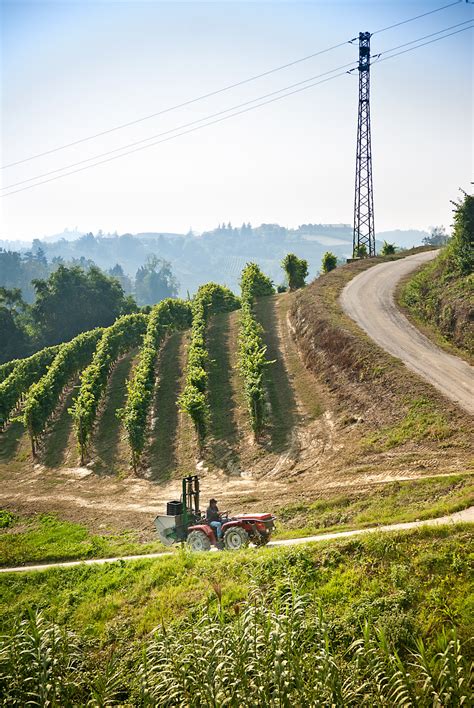 tractor vineyard molchenphoto