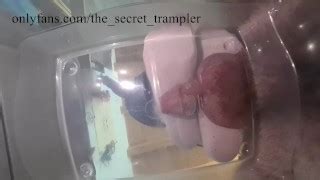 The Secret Trampler S Porn Videos Pornhub