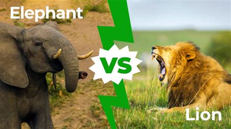 Elephant vs Lion: Who Would Win in a Fight? - IMP WORLD