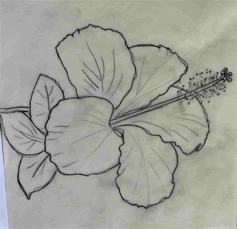 Hibiscus Pencil Drawing At Paintingvalley Explore Collection Of