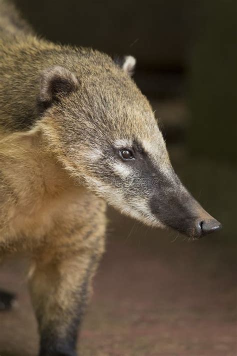 Raccoon Stock Image Image Of Rodent Portrait Staring 7078983