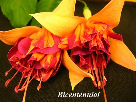 Фуксия Bicentennial купить. | Экзотические цветы, Красивые розы ...
