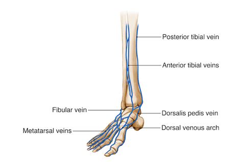 Ankle Foot Anatomy