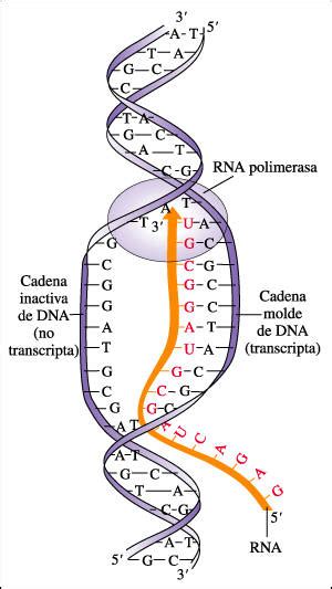 Y Una Tiza Al Cielo Biolog A Bachillerato Transcripci N Y