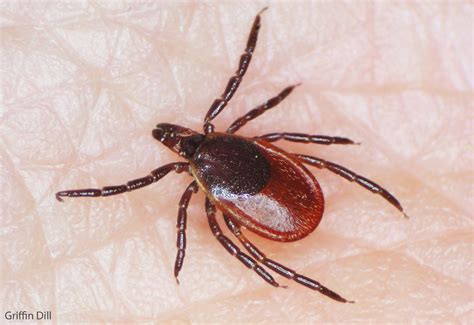 Blacklegged Tick or Deer Tick - Cooperative Extension: Tick Lab