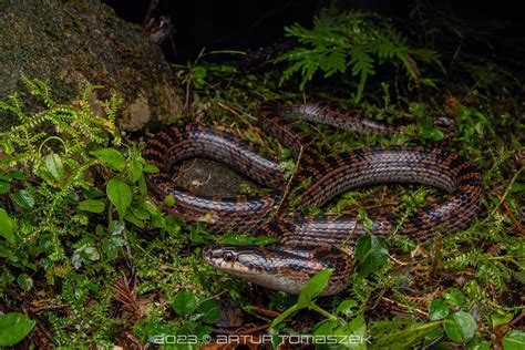 Lycodon Rufozonatus Inglourious Reptiles Flickr