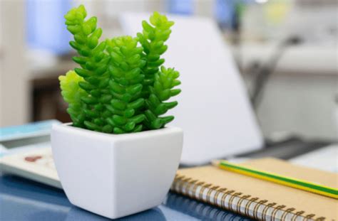 Best Small Office Plants, Our Top 10 Picks - HouseplantJoy.com