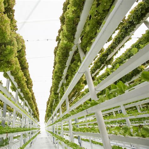 All about Vertical Farming- Modern agriculture