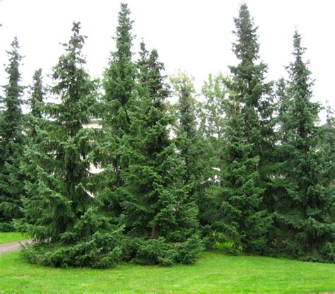 Ель сербская: описание, посадка и уход, сорта, ландшафтный дизайн