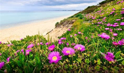 Цветковые растения