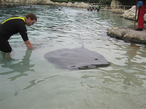 Giant Stingray – "OCEAN TREASURES" Memorial Library