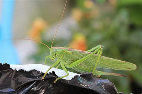 1360x768 wallpaper | green grasshopper | Peakpx
