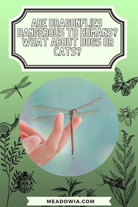 Are Dragonflies Dangerous to Humans? What About Dogs or Cats?