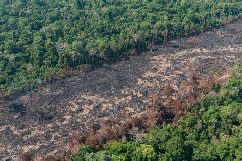 Desmatamento Ao Meio Ambiente - Meio Ambiente: Desmatamento irreversível que silencia nossas florestas