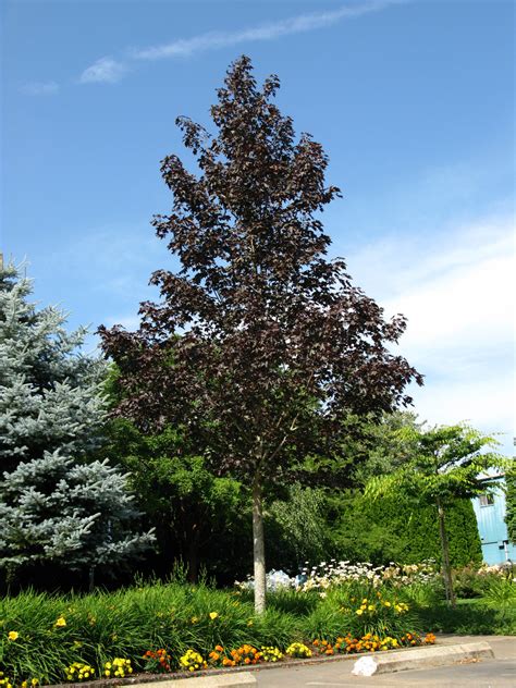 Maple - Crimson Sunset - Malmborgs