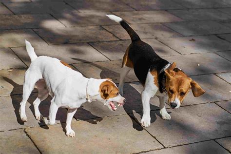 Why Dogs Growl and What Dog Growling Means