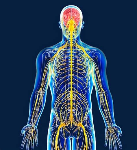 Nervos Do Corpo Humano