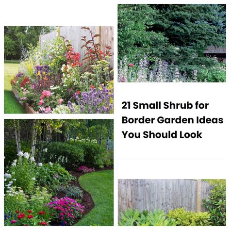 21 Small Shrub for Border Garden Ideas You Should Look | SharonSable