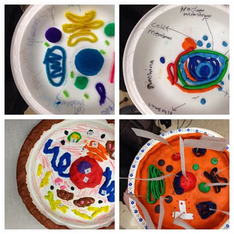 Ms. Zuberi Grade 8 Science 2013-2014: Cells: Culminating Activity