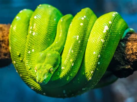 green tree snake  stock  pictures royalty