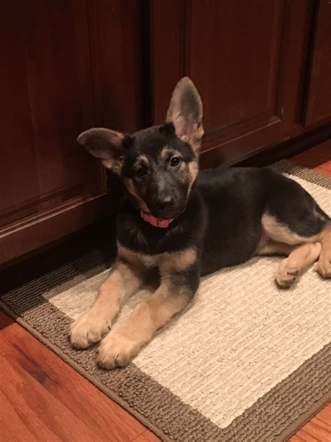 German Shepherd Puppies At 3 Months Old Pets Lovers