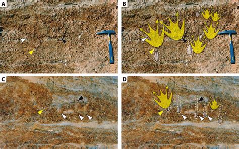 Occurrence And Details Of The Biogenic Sedimentary Structures A