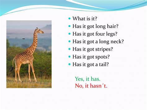 Physical characteristics of animals | PPTX