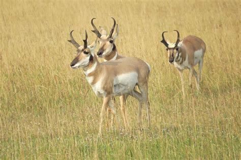 wild animal initiative 990 7