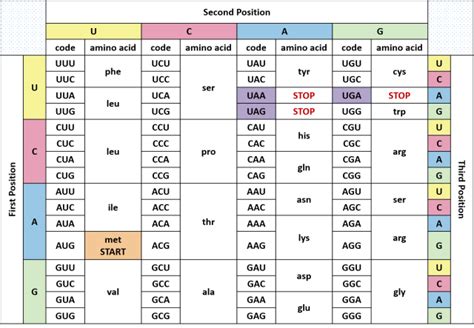 Genes Encode Proteins | DNA and DNA Extraction - passel