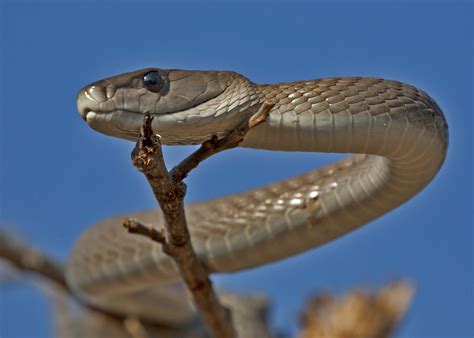 Four Large Black Mambas Caught by Snake Catcher in One Day - Newsweek