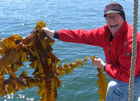 Seaweed Farming Offers Avenue Toward Greater Food Security Responsible Seafood Advocate