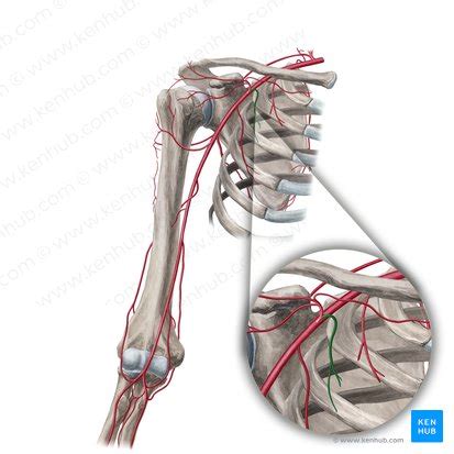 thoracoacromial artery anatomy branches supply kenhub