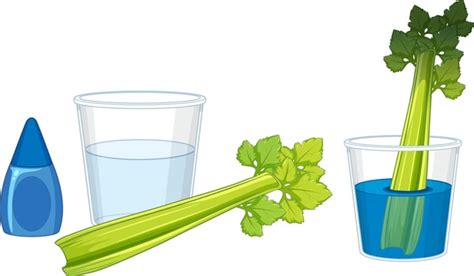 2 Color Changing Celery Experiment Images Stock Photos 3D Objects