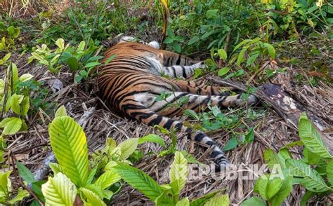 Harimau Sumatera Mati Diduga Dehidrasi Berat