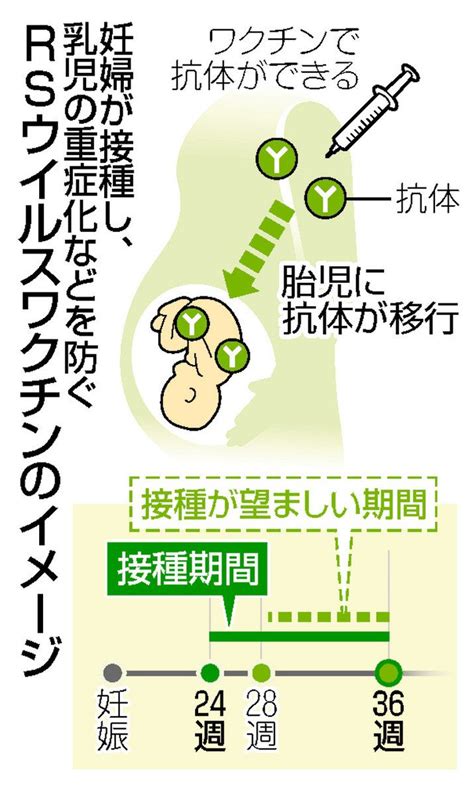 乳児では重症化も RSウイルスワクチン6月発売へ 妊娠中に接種で胎児に抗体：中日新聞Web