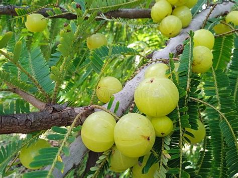 phyllanthus emblica  amla fruits   tree stock photo image