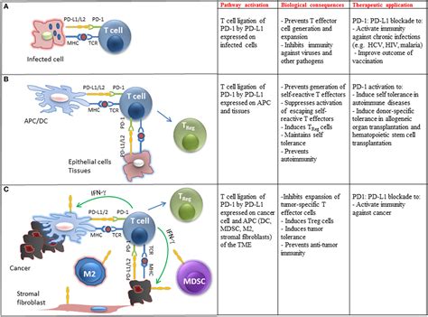 Frontiers The Pd1pd L12 Pathway From Discovery To Clinical