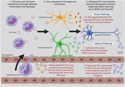 The Contribution Of Extracellular Vesicles On The Neuroinflammatory