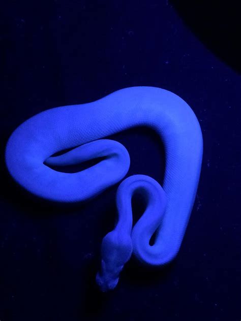 Super Mojave Wobble