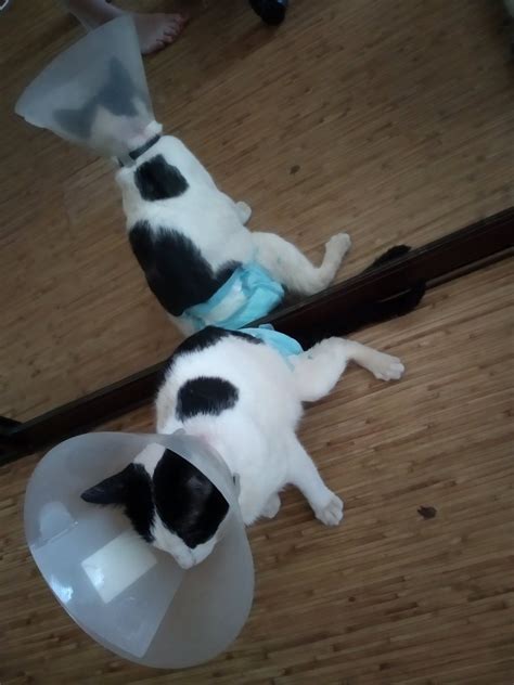 Кошка в памперсе - 73 фото