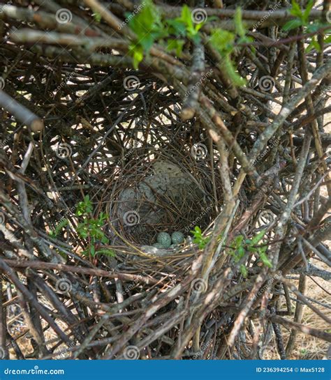 Magpie S Nest With Clutch Stock Photo Image Of Nest 236394254