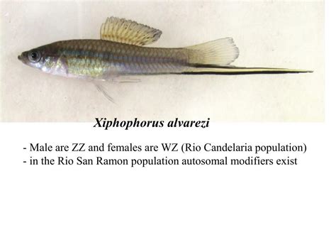 PPT Evolution Of Sex Determination And Sex Chromosomes What Can We Learn From Fish