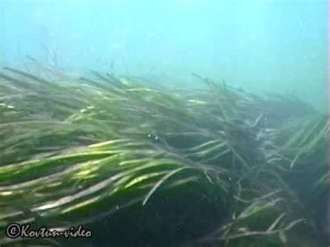 © Водоросли Чёрного моря. Взморник, или Зостера, или Морская трава ...